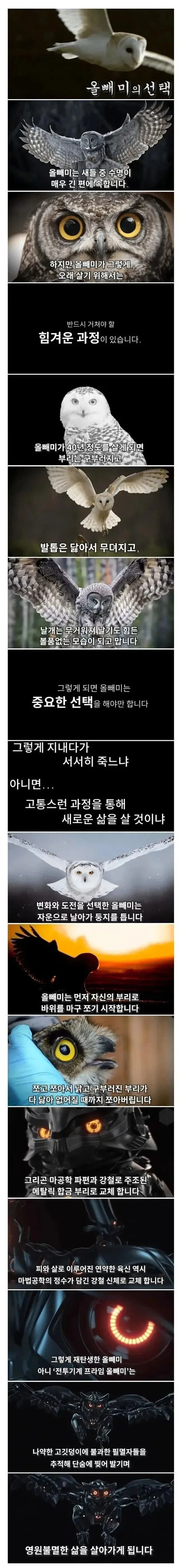 죽음을 앞둔 올빼미의 선택 .jpg_1.webp