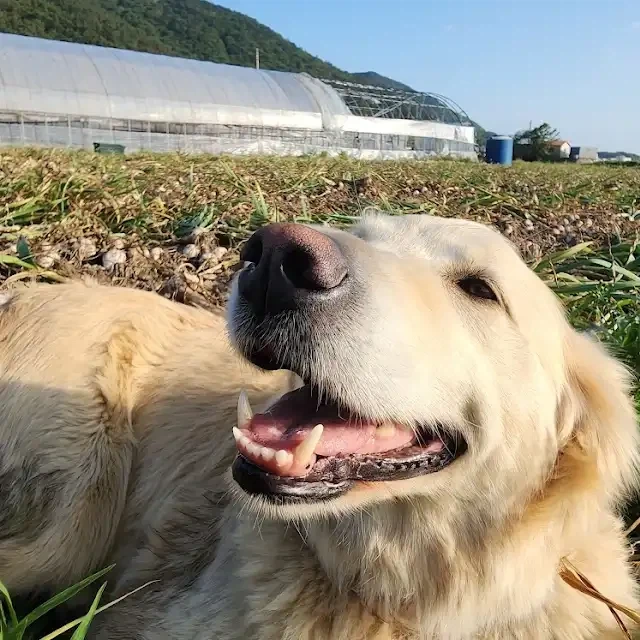 마늘 뽑고 행복한 개 표정.jpg_3.webp