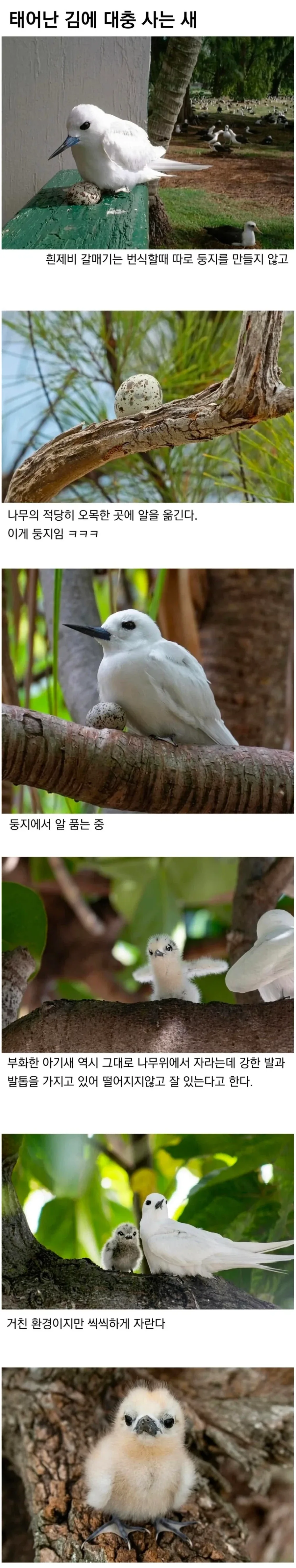 태어난 김에 대충 사는 새_1.webp