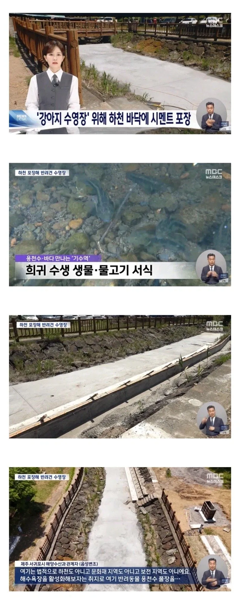 강아지 수영장 위해 하천을 시멘트로 매꿔버린 서귀포시.jpg_1.webp
