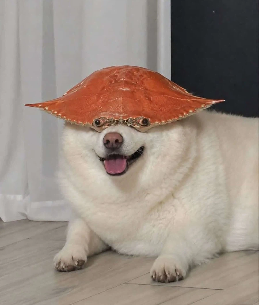 그게 아닌 개_1.webp