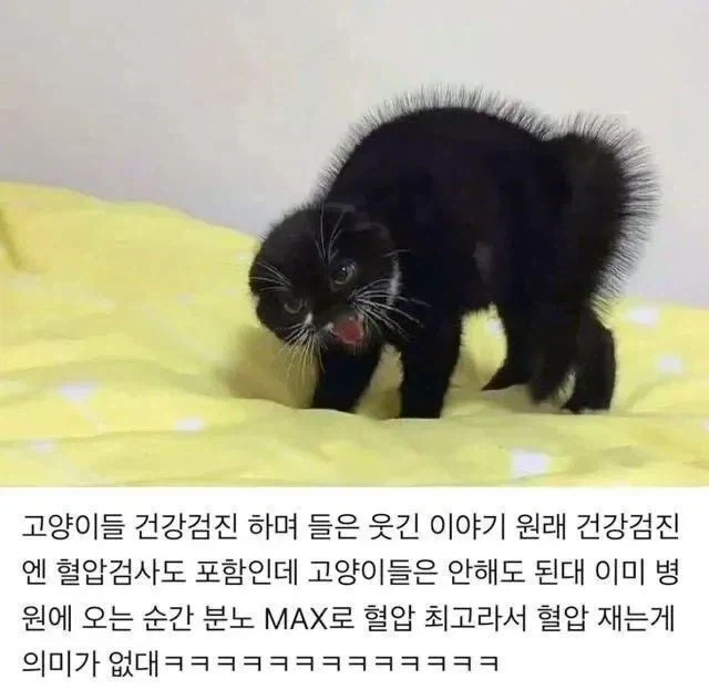 고양이는 혈압체크를 하지않는 이유_1.webp