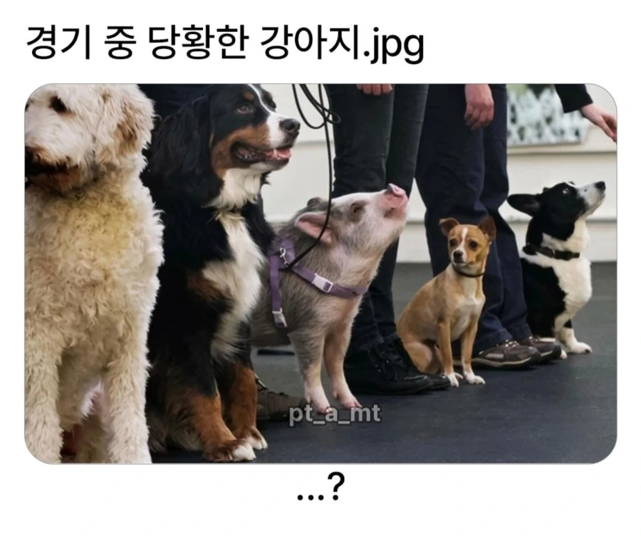 애완견 경기중 당황한 강아지_1.webp