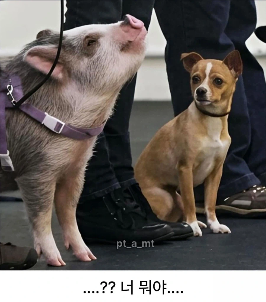 애완견 경기중 당황한 강아지_2.webp