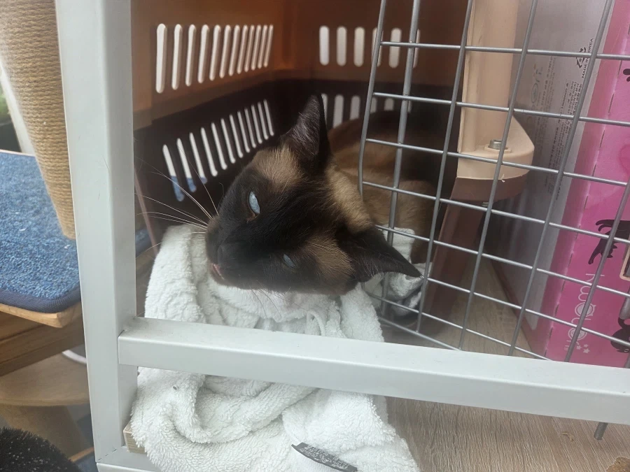 사실 이거 약물에 복부 제모 하고나서 아헤가오 사진이 맞음..._1.webp