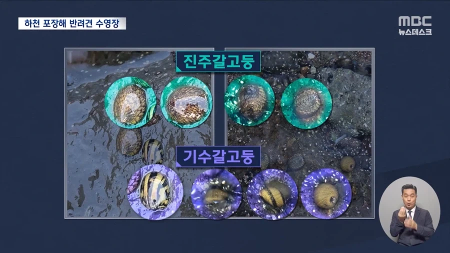 반려동물 수영장을 위해 하천을 콘크리트로 메꿔버림_3.webp