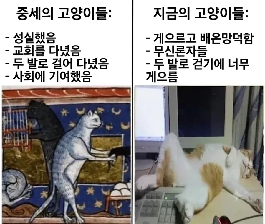 옛날 고양이와 지금 떼껄룩의 차이.jpg_1.webp