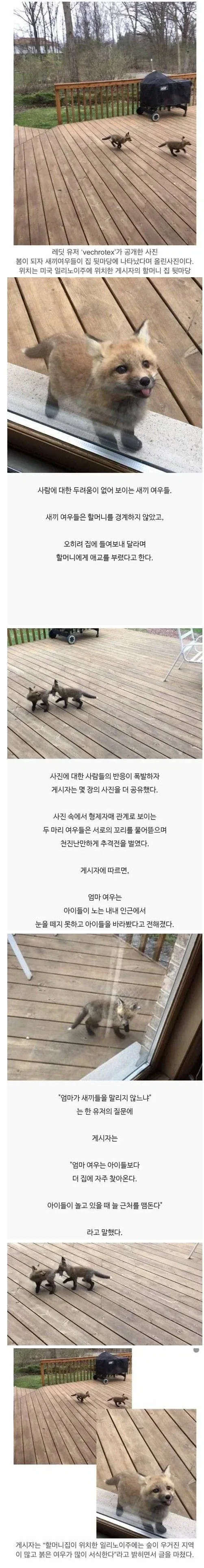 레딧 유저가 올린 새끼 여우 사진.jpg_1.webp