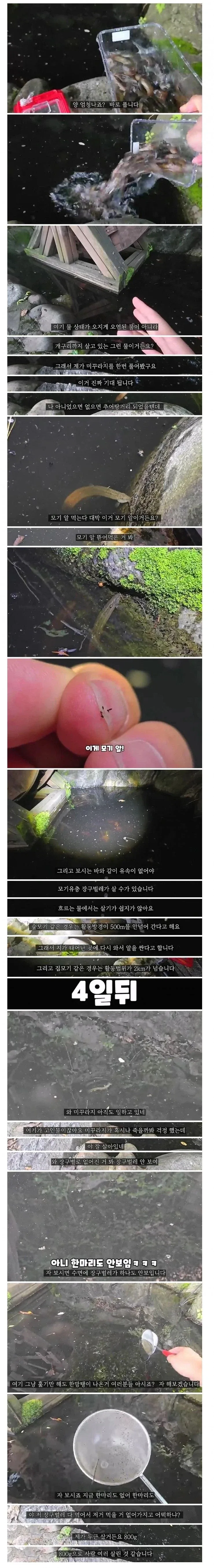 장구벌레 사는 곳에 미꾸라지를 풀었더니_1.webp