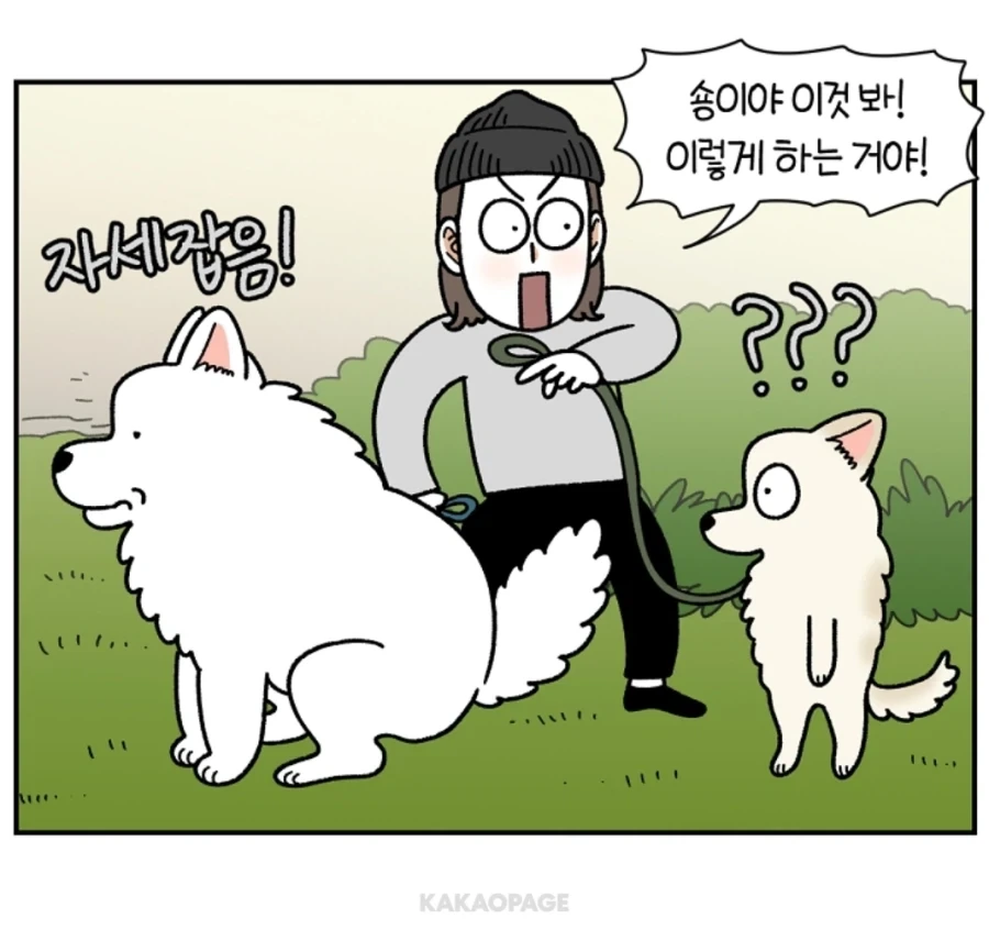 배변훈련이 안된 성견에게 가르치는 법_7.webp