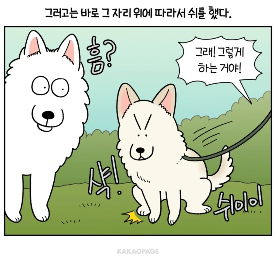 배변훈련이 안된 성견에게 가르치는 법_9.webp