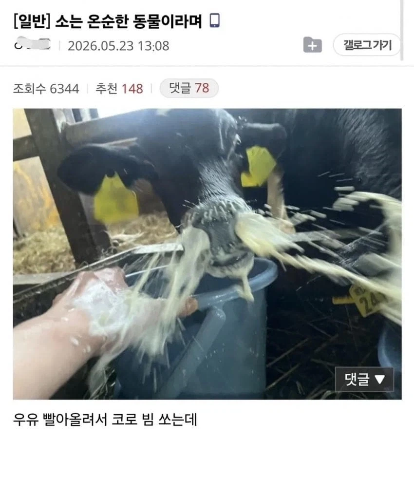 소는 온순한 동물이라며_1.webp