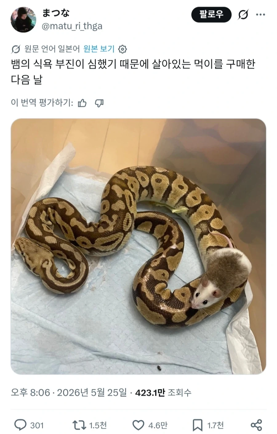 "키우는 뱀이 음식을 먹지를 않는군" 대표 이미지