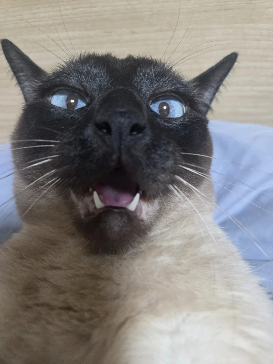가출한 고양이 잡았음..._5.webp