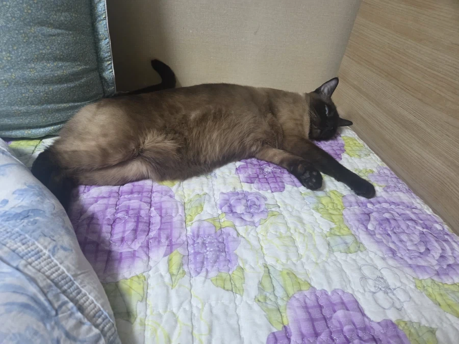 가출한 고양이 잡았음..._8.webp