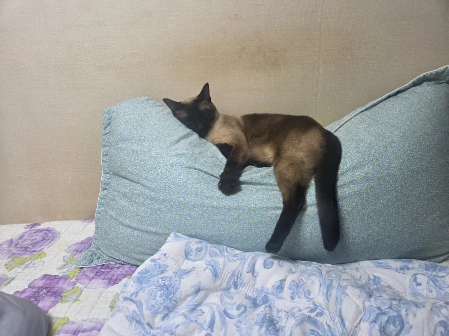 가출한 고양이 잡았음..._9.webp