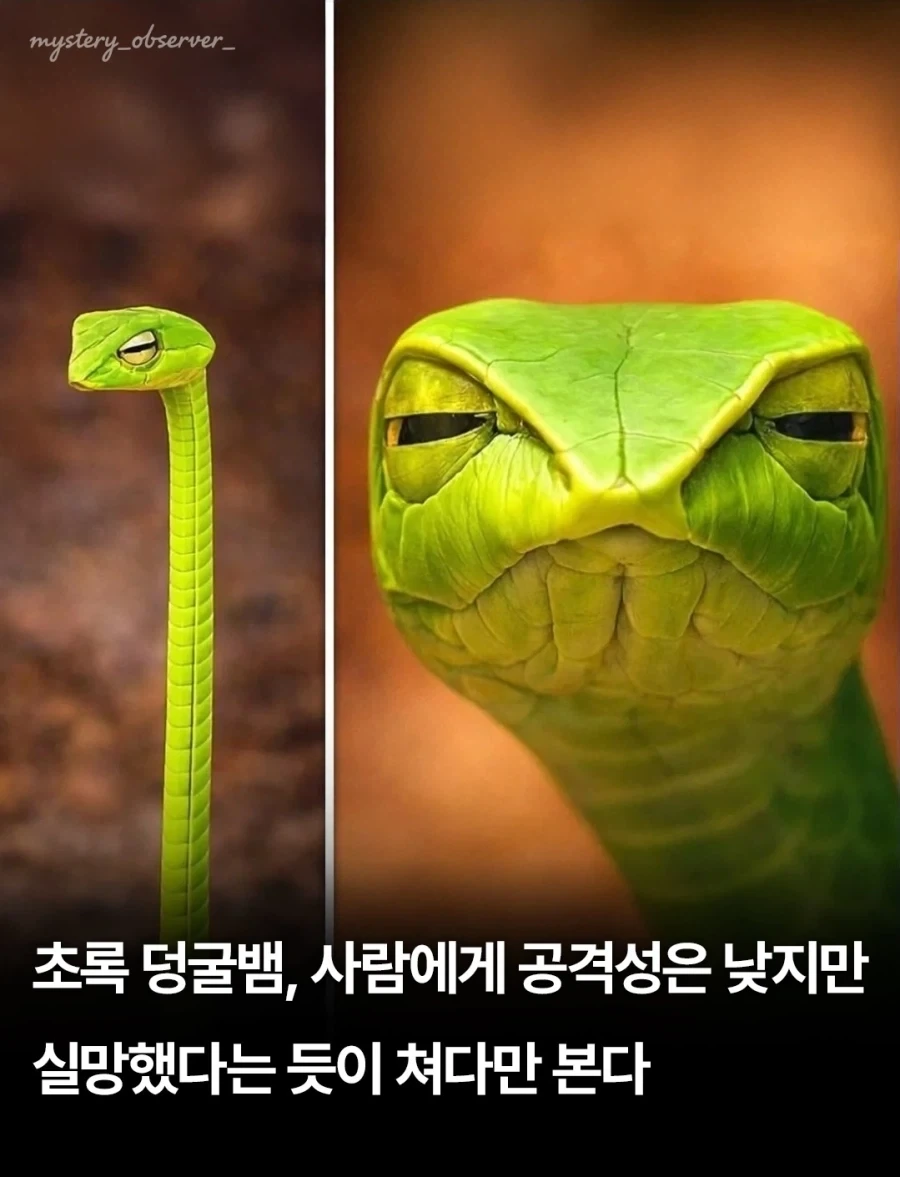 유머 1215 페이지 | TOONZIP 이미지 7