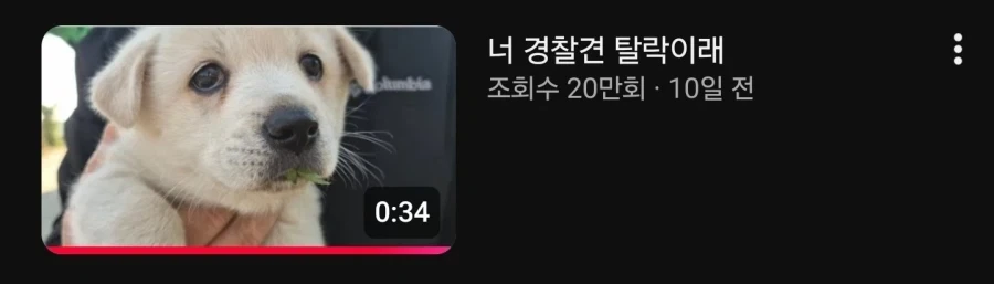 면접 떨어진 강아쥐_2.webp