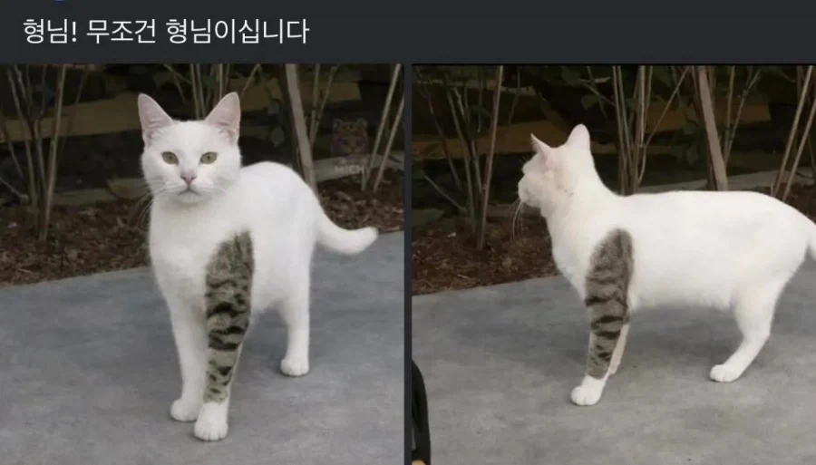유머 1244 페이지 | TOONZIP 이미지 11