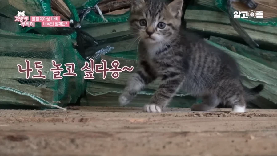 왜 아기 고양이는 미칠듯이 귀엽지......_2.webp