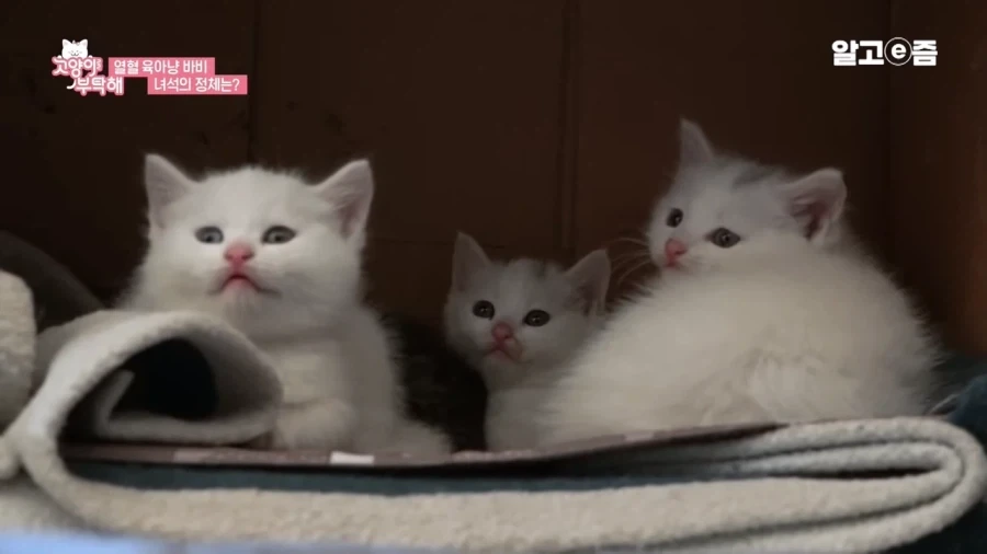 왜 아기 고양이는 미칠듯이 귀엽지......_3.webp