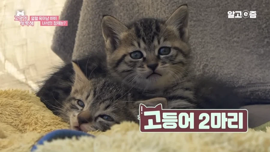 왜 아기 고양이는 미칠듯이 귀엽지......_4.webp