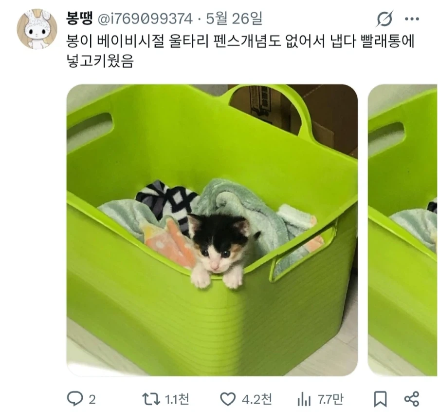 고양이 키울때 마음이 급했던 사람_1.webp