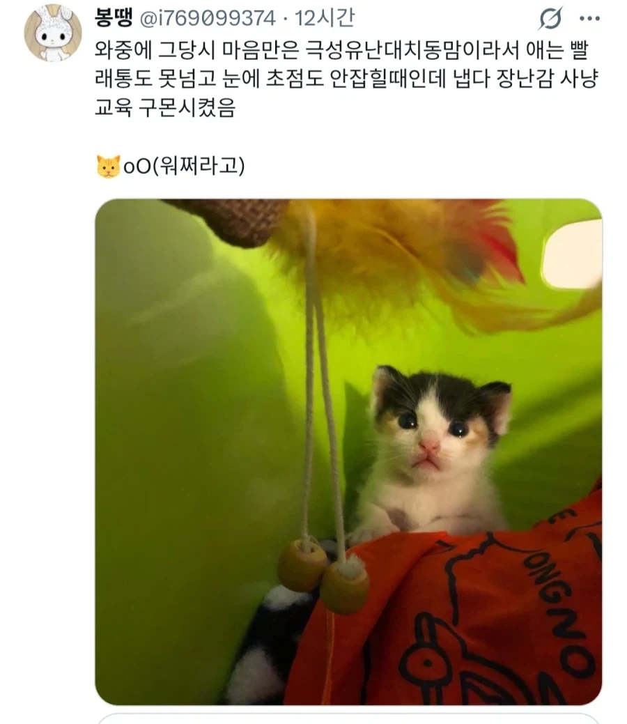 고양이 키울때 마음이 급했던 사람_2.webp
