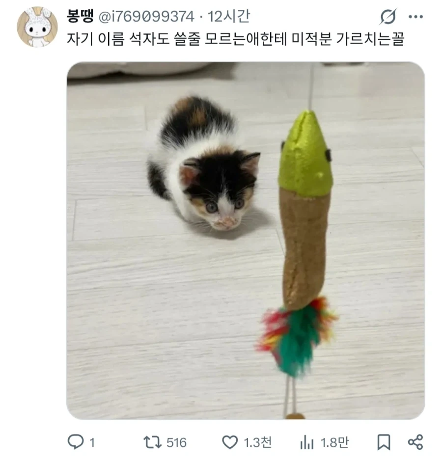 고양이 키울때 마음이 급했던 사람_3.webp