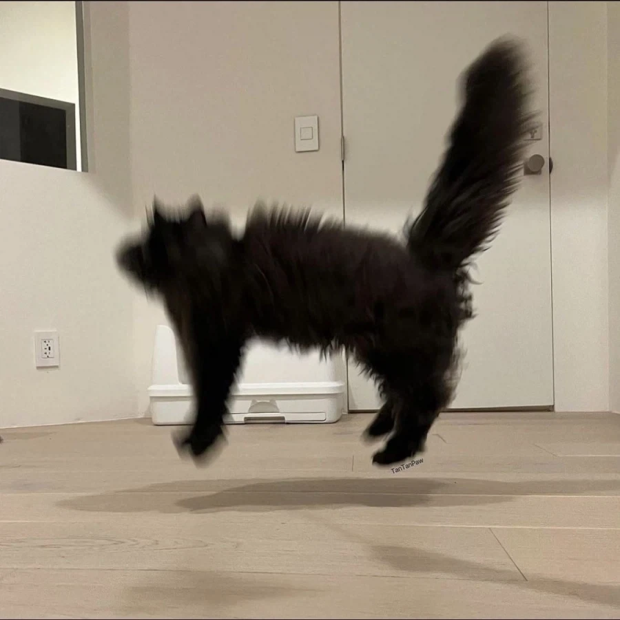 고양이 깜짝 놀람‍⬛_1.webp