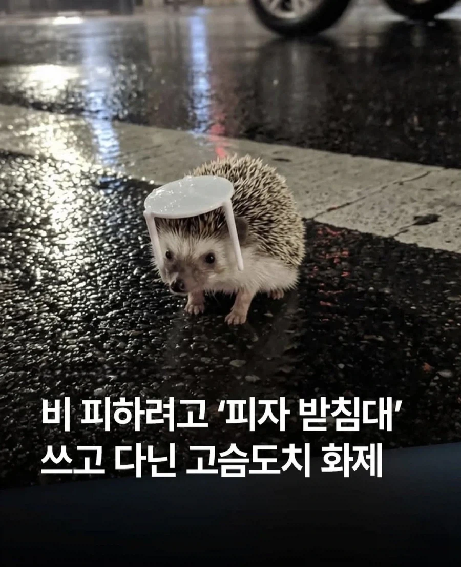 우산으로 피자 받침대를 쓴 고슴도치_1.webp