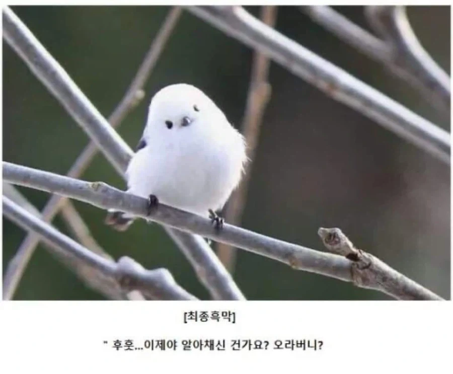 AI로 개드립 짤을 만들기 전엔 말로만 했지..._1.webp