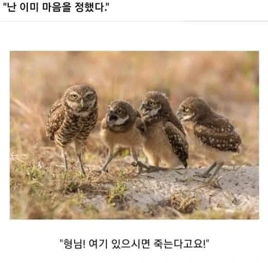 AI로 개드립 짤을 만들기 전엔 말로만 했지..._2.webp