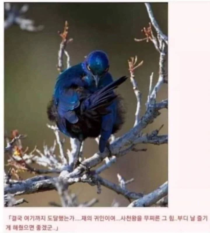 AI로 개드립 짤을 만들기 전엔 말로만 했지..._12.webp