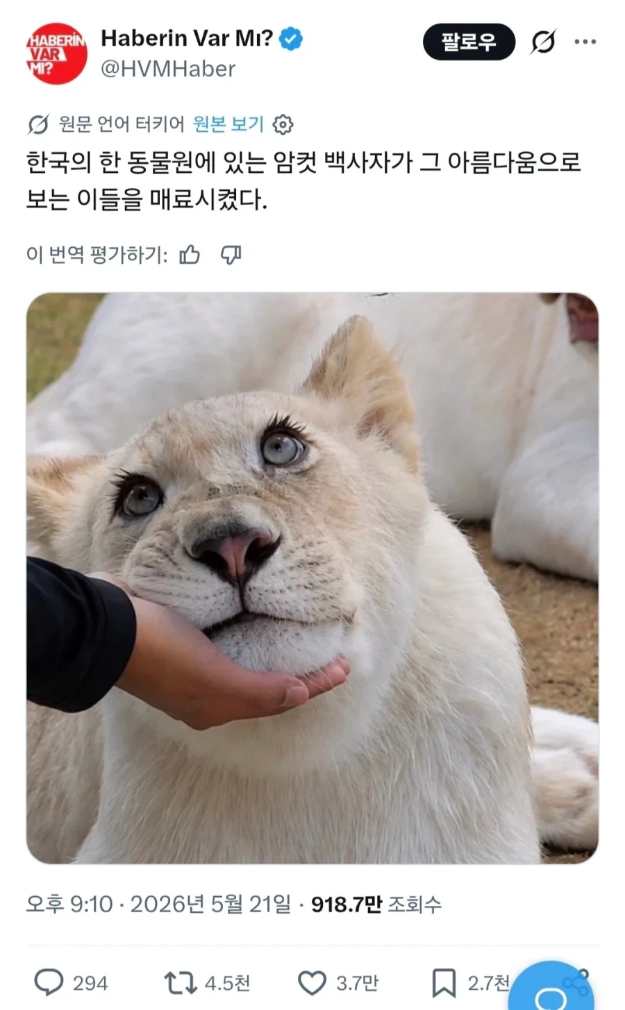 엄청 이쁜 암컷 백사자_1.webp