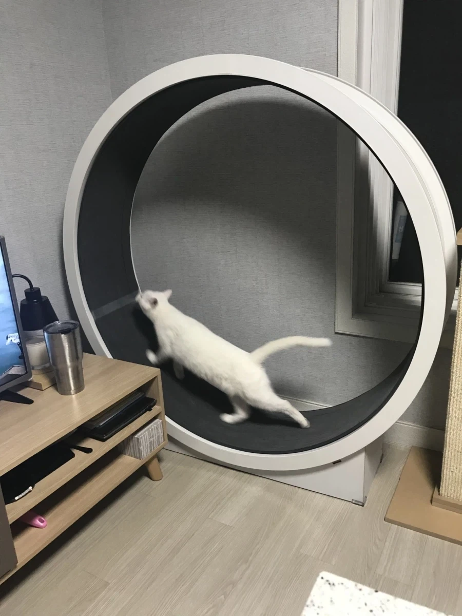 의외로 보기가 쉽지 않다는 집냥이 특성_1.webp