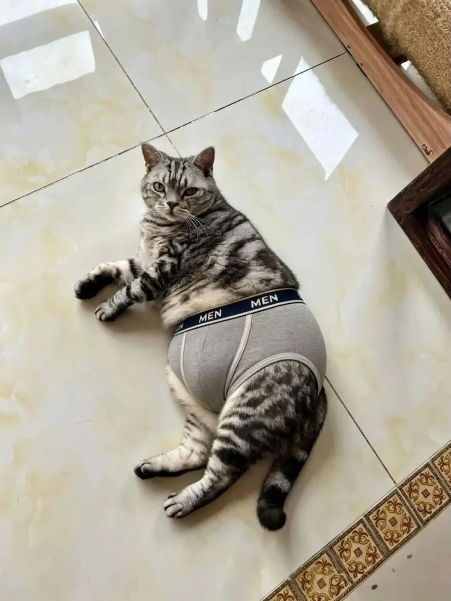 떼걸룩에게 신상 속옷을 입혀보았다._1.webp