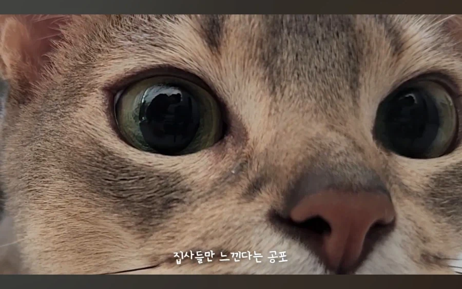 냥집사들이 냥이들에게 제일 겁 먹는 순간_3.webp