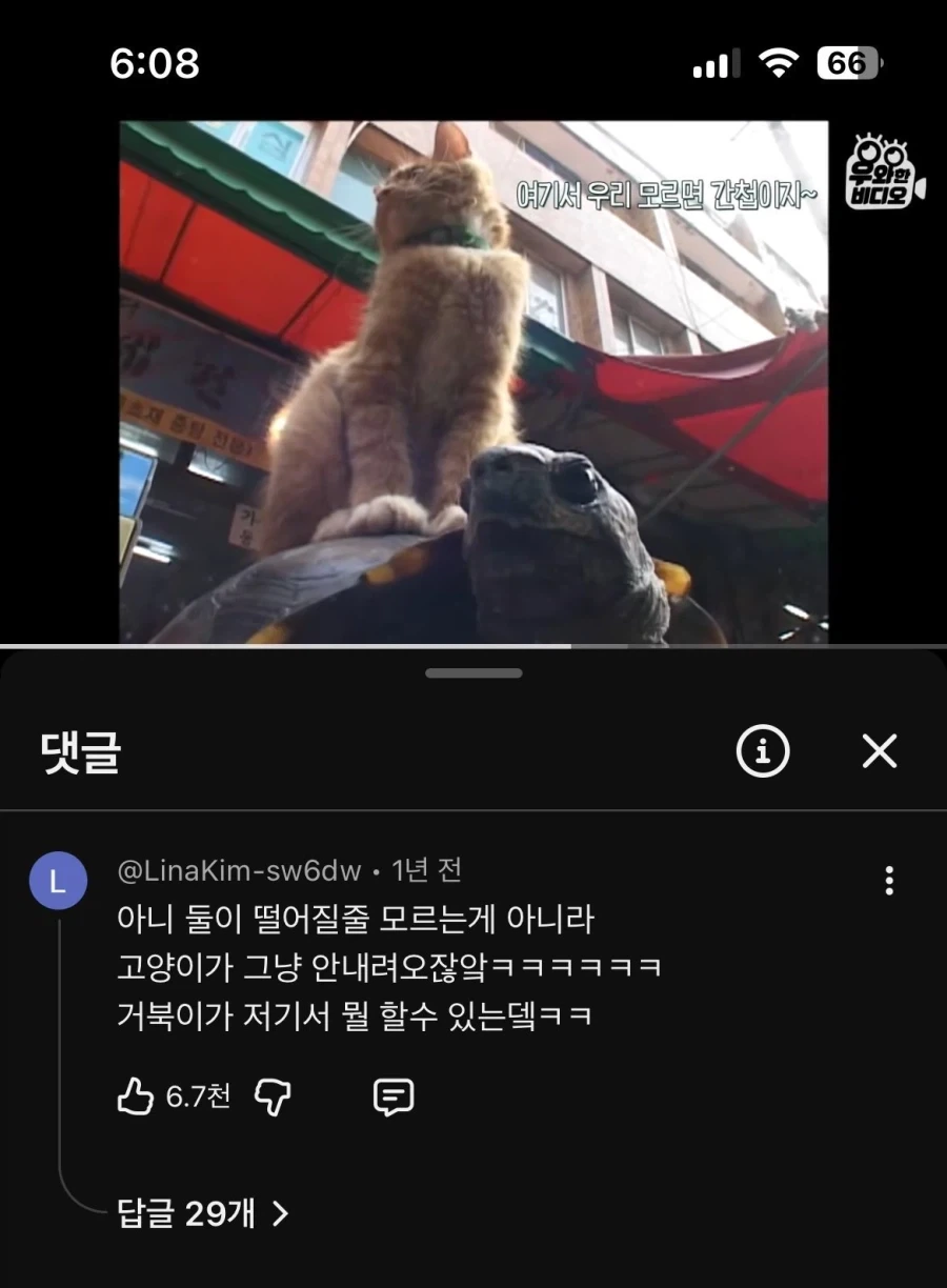 거북이가 저기서 뭘 할수있는데.jpg_1.webp