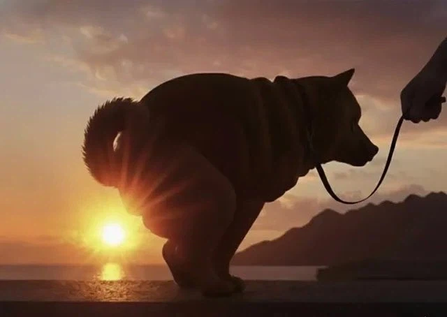 혼란한 틈을타 올리는 완벽한 구도의 똥싸는 강아지_2.webp