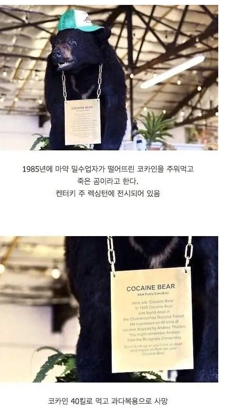 곰생에서 최고로 행복했었던 곰_1.webp