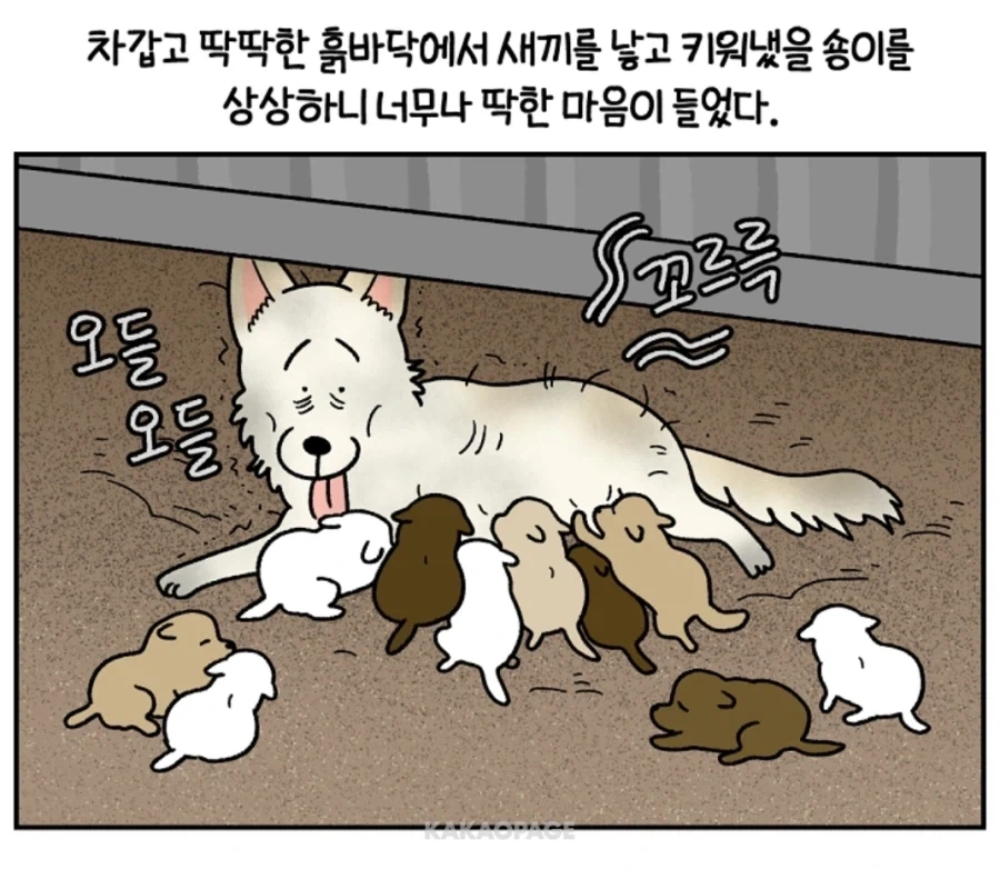 안쓰러운 강아지의 사연...._1.webp