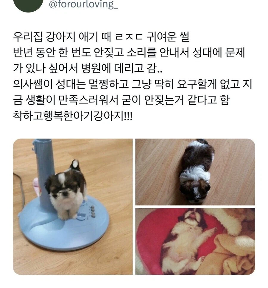 의외로 개가 짖지 않을 때_1.webp