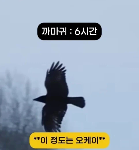 착륙 하지 않고 오래 날수 있는 새 TOP7.jpg_2.webp