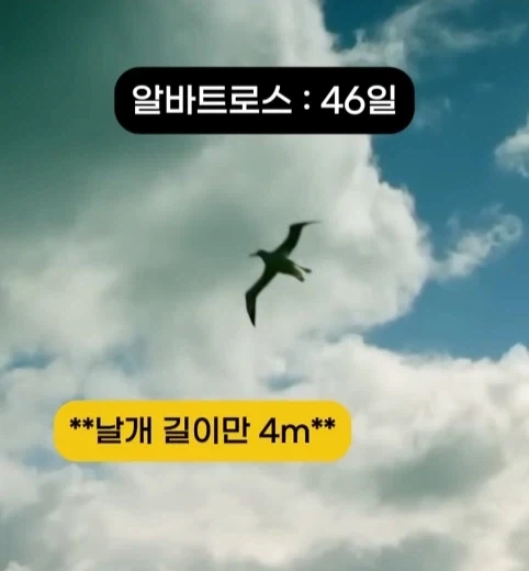 착륙 하지 않고 오래 날수 있는 새 TOP7.jpg_5.webp