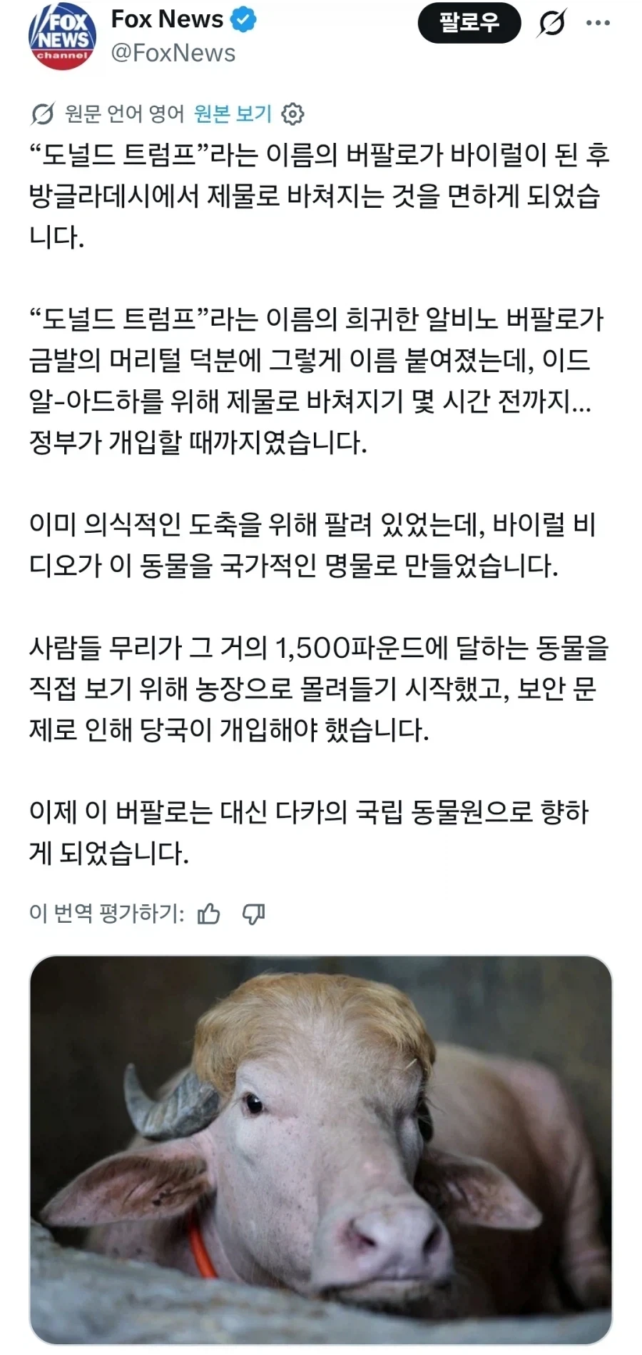 트럼프 닮아서 도축에서 살아남은 소.jpg_1.webp