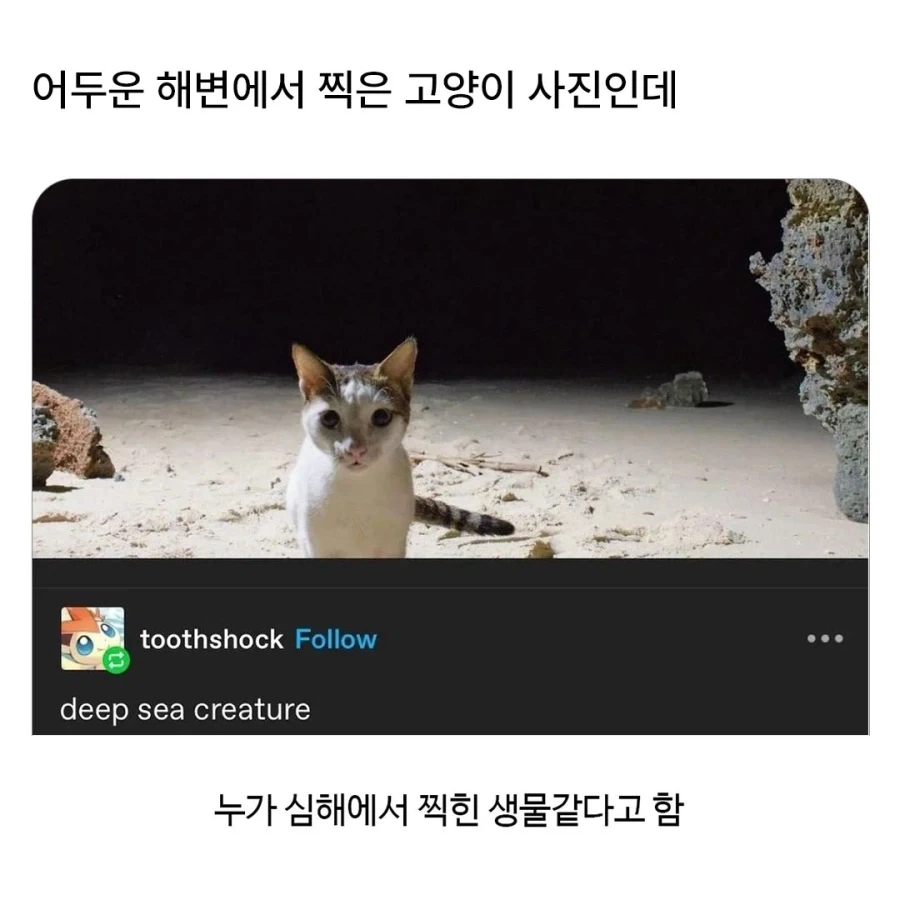 어두운 해변에서 찍은 고양이인데..._1.webp