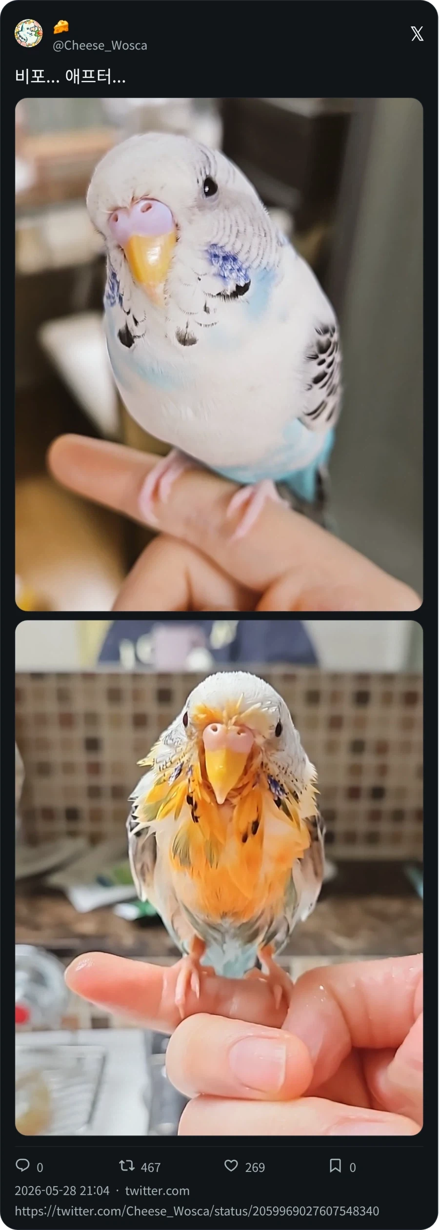 라면에 다이빙_2.webp