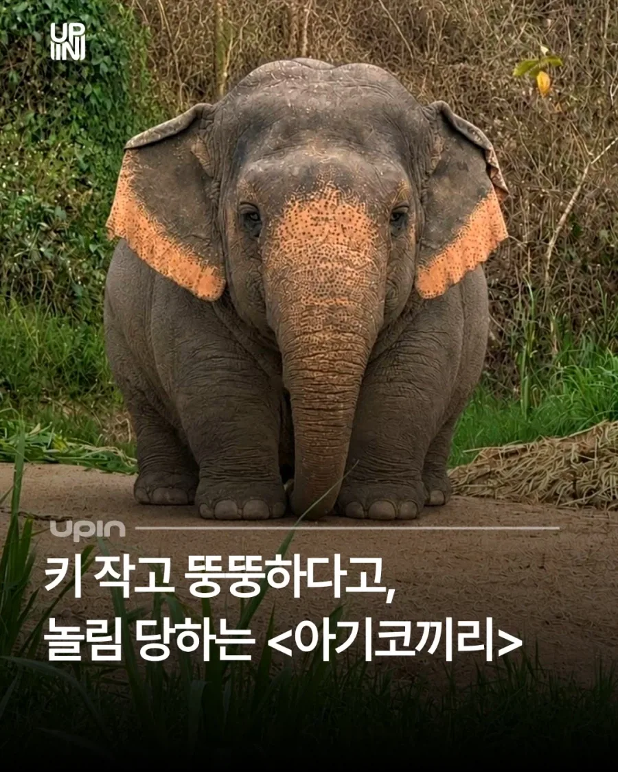 작고 뚱뚱하다고 놀림받는 아기코끼리_1.webp