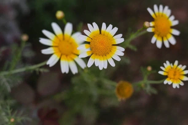 한국에서 진짜 보기 힘든 꽃_1.webp